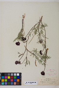 Pseudocymopterus montanus image