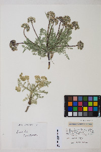 Cymopterus ibapensis image