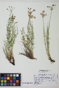 Pteryxia petraea image