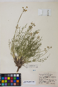 Pteryxia petraea image