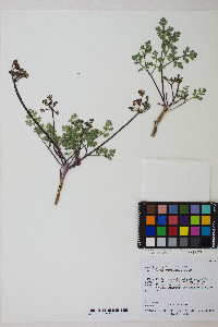 Aulospermum purpureum image