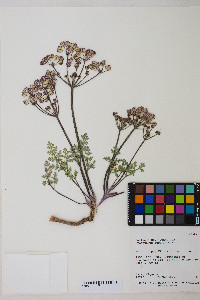 Aulospermum purpureum image