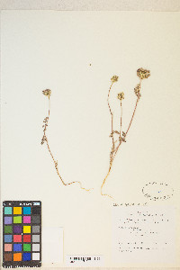 Daucus pusillus image