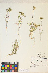 Daucus pusillus image