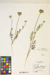 Daucus pusillus image