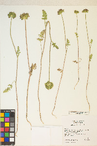 Daucus pusillus image