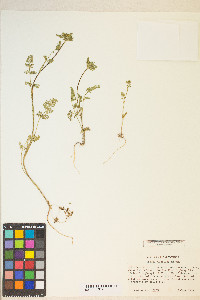 Daucus pusillus image