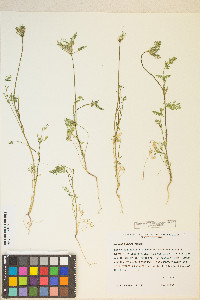 Daucus pusillus image