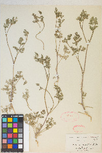 Daucus pusillus image