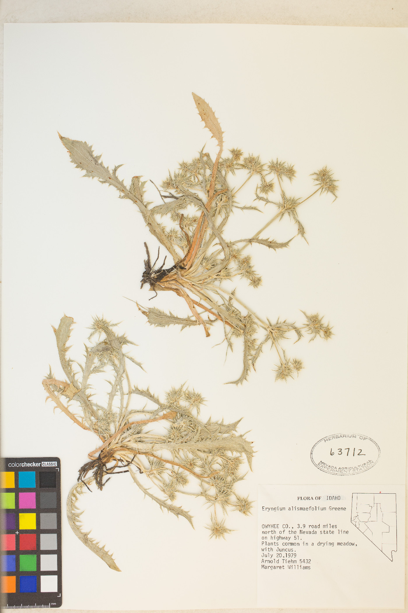 Eryngium alismifolium image