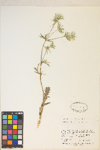 Eryngium heterophyllum image