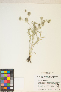 Eryngium castrense image