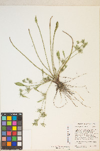 Eryngium petiolatum image