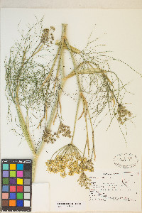 Foeniculum vulgare image