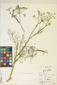 Foeniculum vulgare image