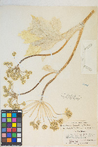 Heracleum maximum image
