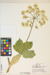 Heracleum maximum image