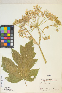 Heracleum maximum image