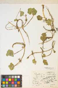 Hydrocotyle ranunculoides image