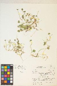 Hydrocotyle verticillata var. verticillata image