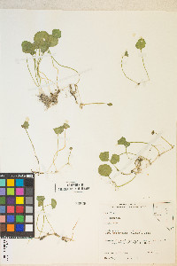 Hydrocotyle verticillata image