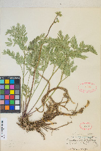 Ligusticum grayi image