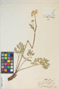 Ligusticum grayi image