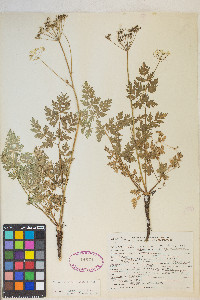 Ligusticum grayi image