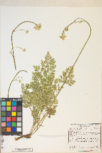 Ligusticum grayi image