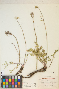Ligusticum grayi image