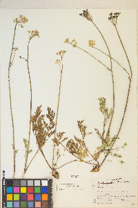 Ligusticum grayi image
