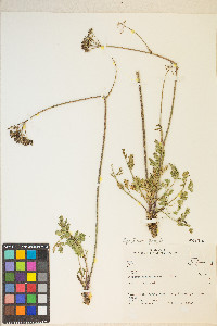 Ligusticum grayi image
