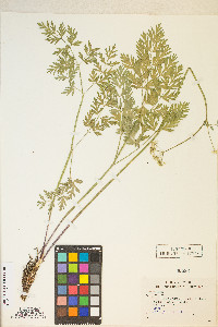 Ligusticum grayi image