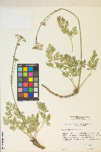 Ligusticum grayi image