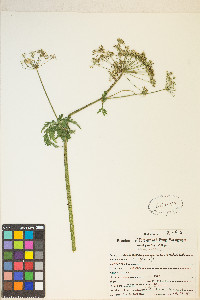 Ligusticum canbyi image