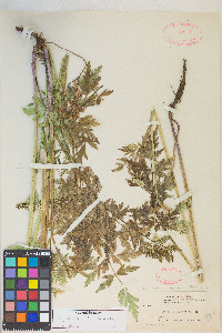 Conioselinum scopulorum image