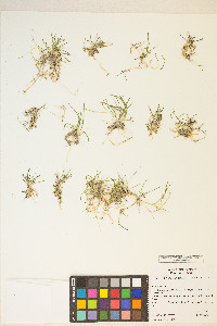 Lilaeopsis occidentalis image