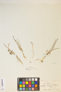 Lilaeopsis occidentalis image