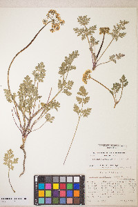 Lomatium parvifolium image