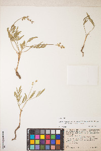 Media resource of Lomatium pastoralis