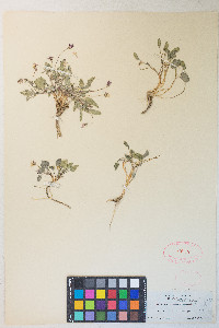 Viola purpurea image