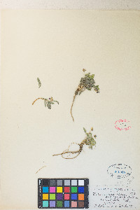 Viola purpurea image