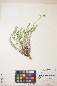 Lomatium scabrum image