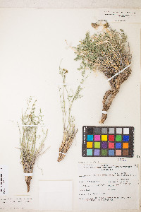 Lomatium scabrum image
