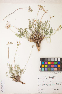 Lomatium scabrum image