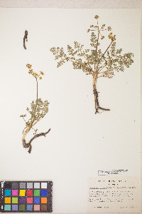 Lomatium serpentinum image
