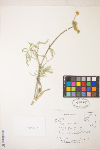 Lomatium brevifolium image