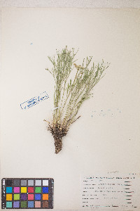 Lomatium simplex image