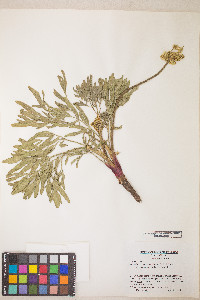 Lomatium anomalum image