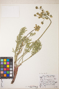 Lomatium anomalum image